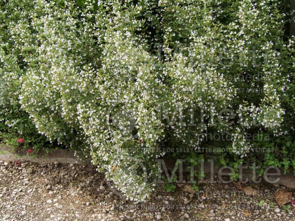 Calamintha Montrose White (Calamint) 5