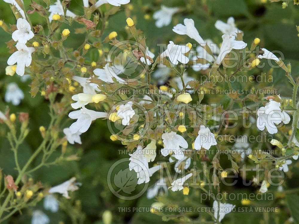 Calamintha White Cloud (Calamint) 1