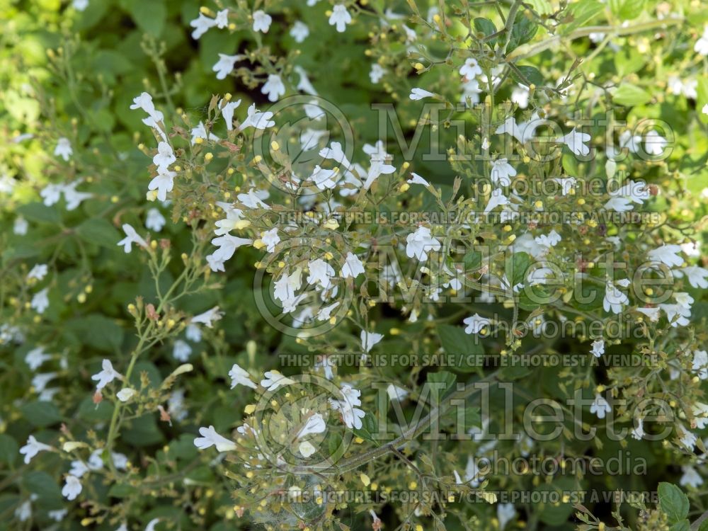 Calamintha White Cloud (Calamint) 2