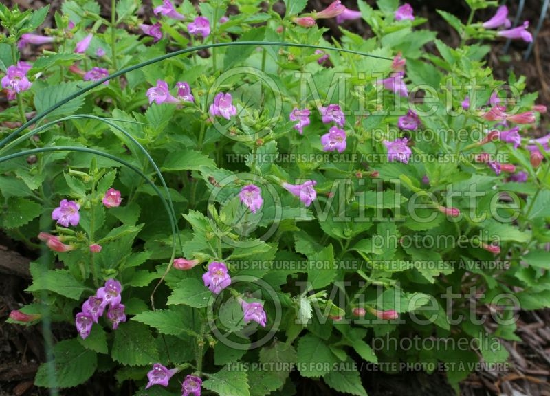 Calamintha Elfin Purple (Calamint) 1 