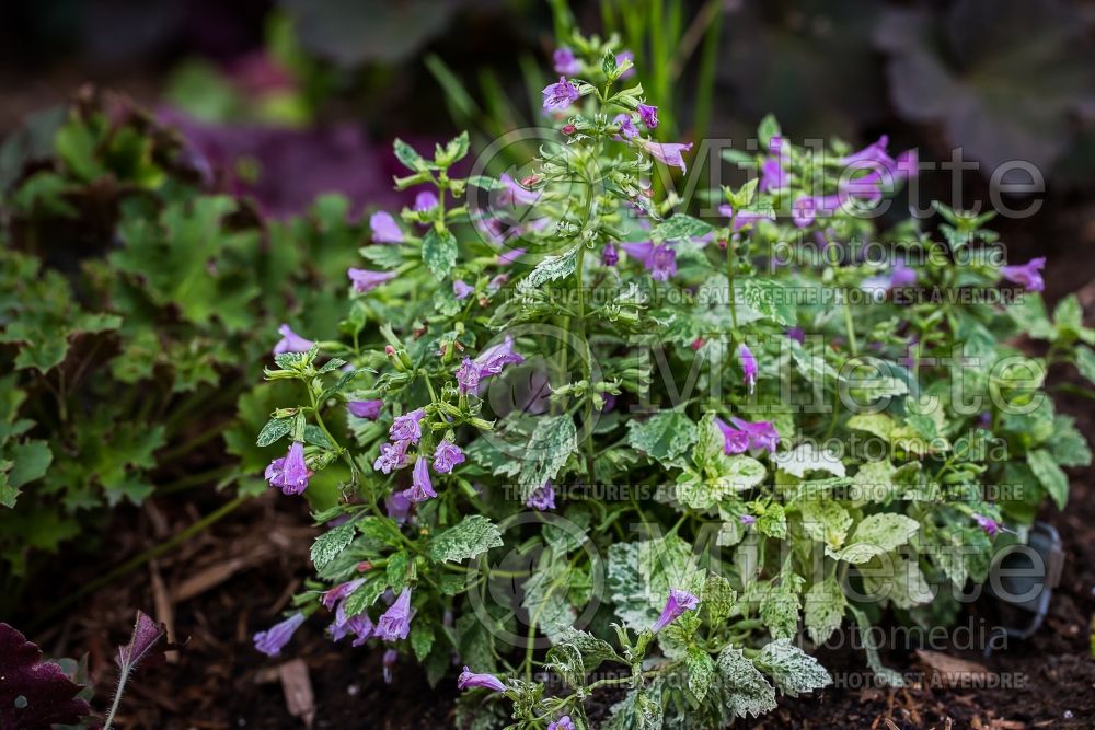 Calamintha or Clinopodium Variegata (Calamint) 1