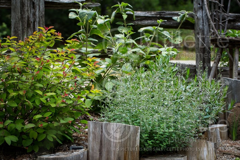 Calamintha Blue Cloud (Calamint) 2 