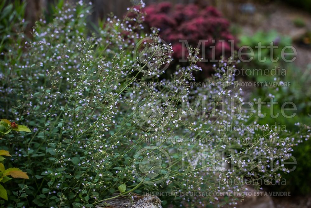 Calamintha Blue Cloud (Calamint) 3