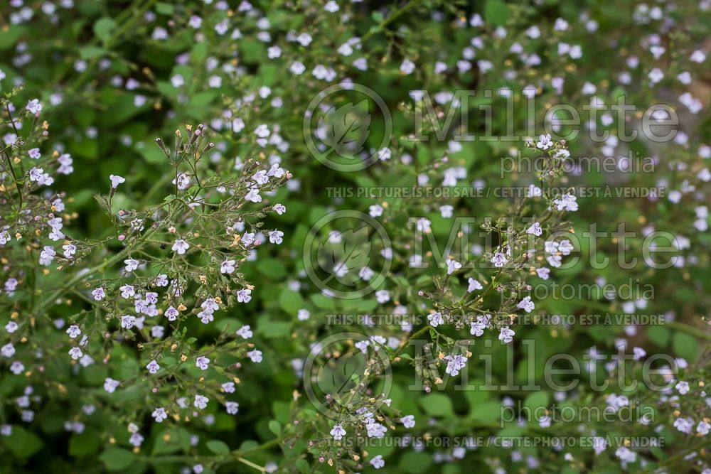 Calamintha Blue Cloud (Calamint) 5