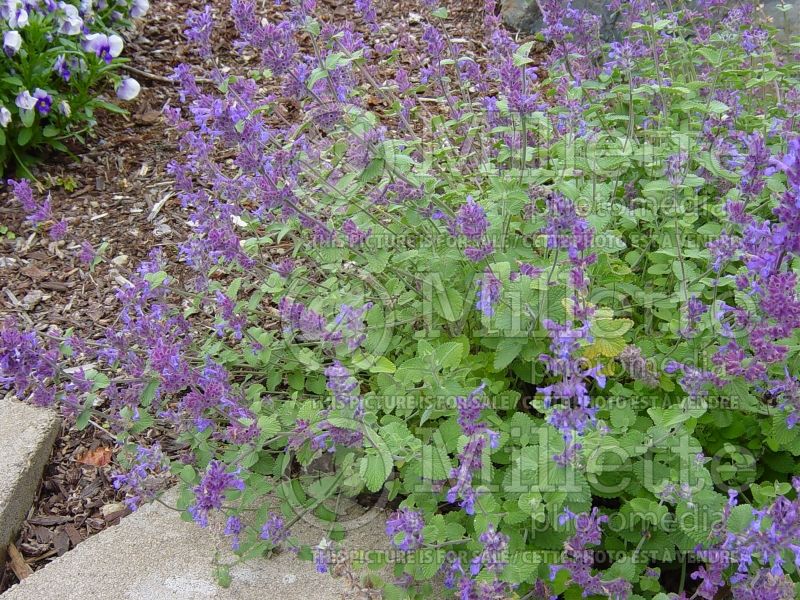 Calamintha nepeta (Calamint) 3 