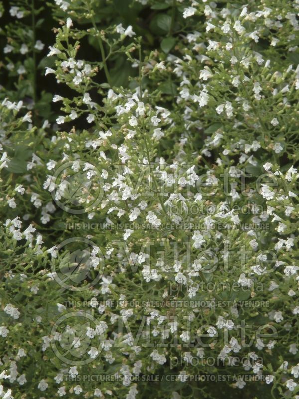 Calamintha Montrose White (Calamint) 3 