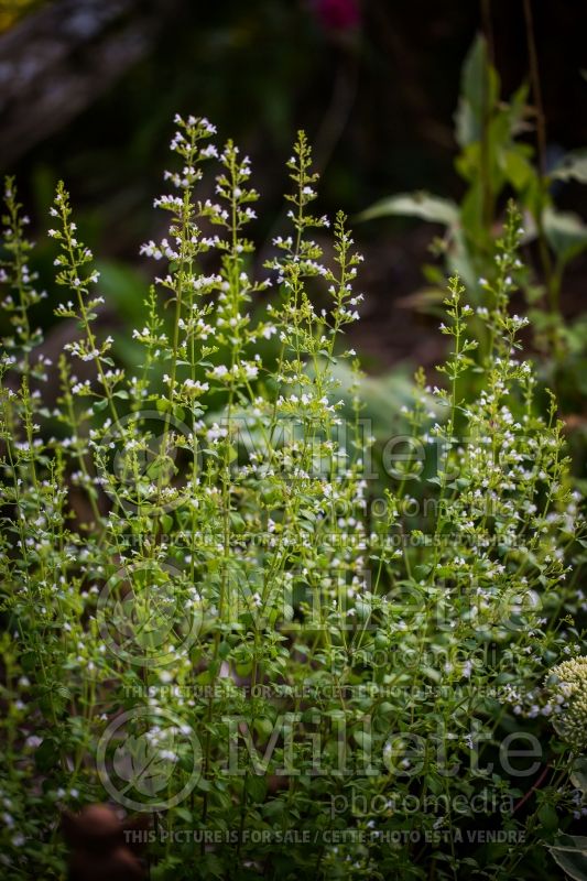 Calamintha Montrose White (Calamint) 4 