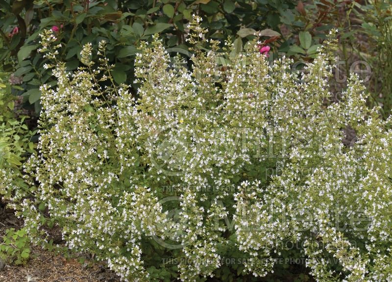 Calamintha nepeta (Calamint) 2 