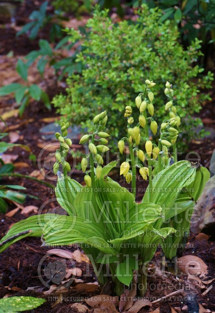 Calanthe sieboldii aka Calanthe striata (Japanese Hardy Orchid) 1 