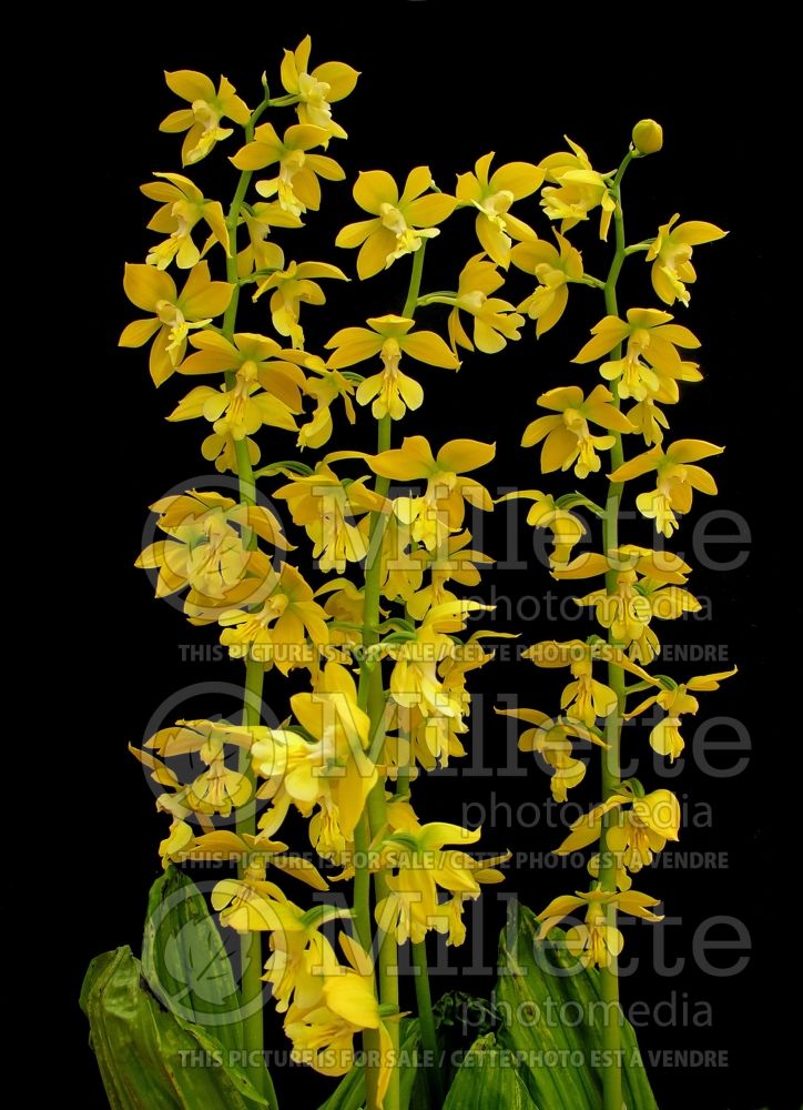 Calanthe sieboldii aka Calanthe striata (Japanese Hardy Orchid) 2 