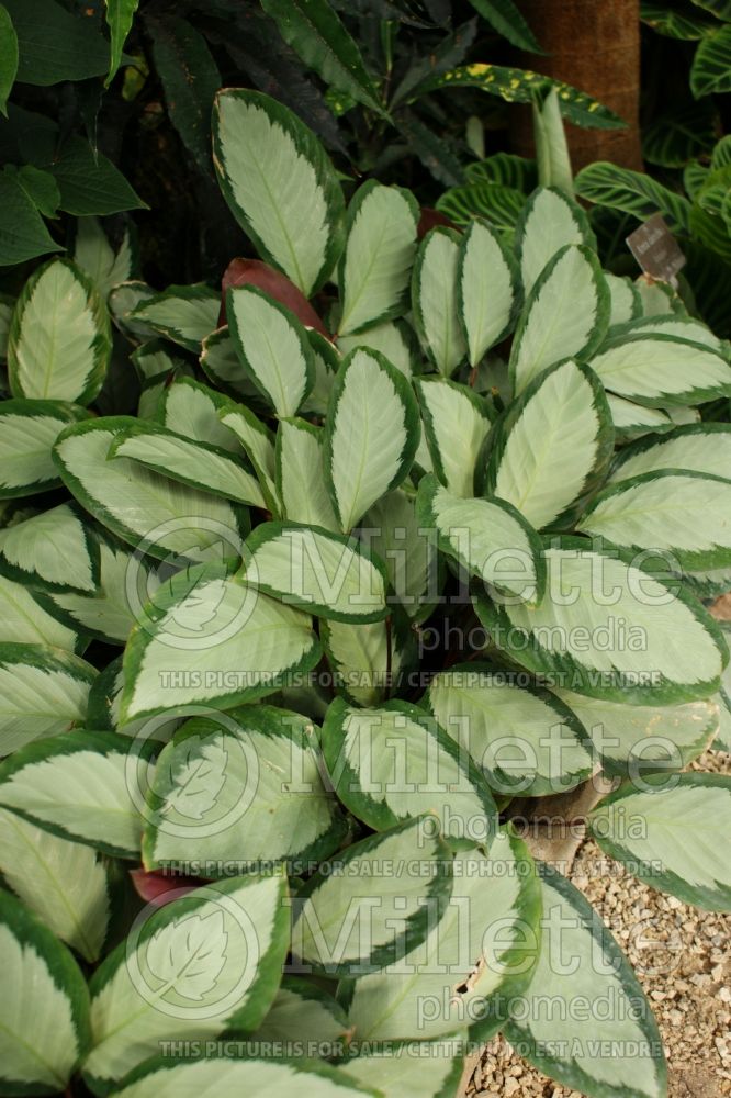 Calathea Argentea (rattlesnake plant) 2 