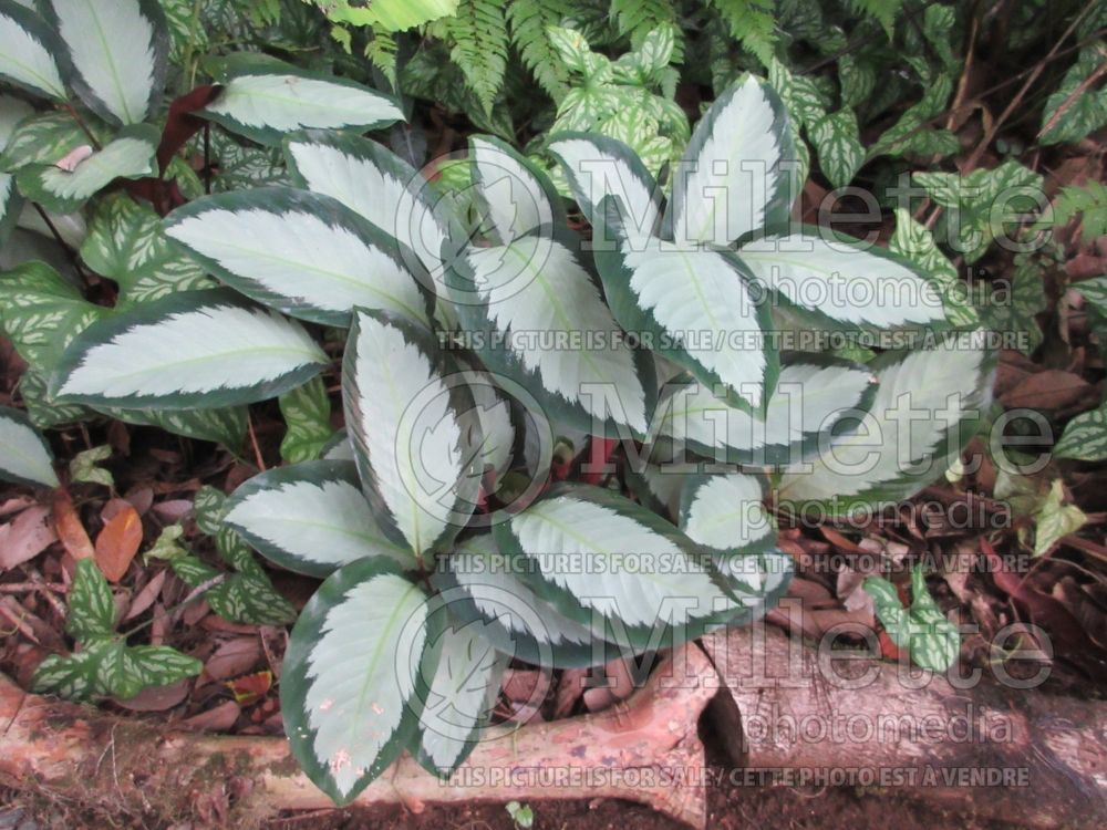 Calathea Argentea (rattlesnake plant) 1 