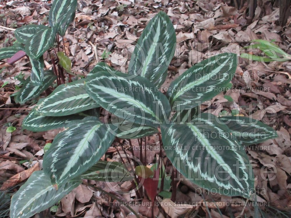 Calathea Vandenheckei (rattlesnake plant) 1 