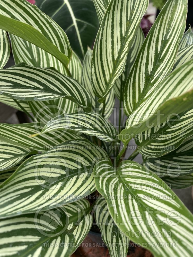 Calathea Vittata (prayer plant) 1 