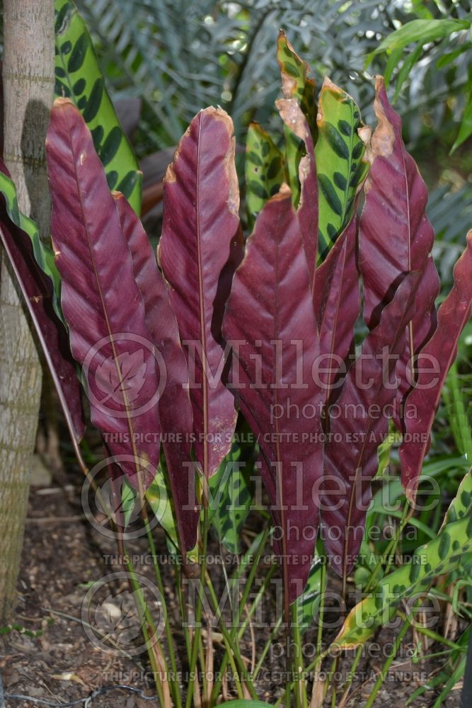 Calathea lancifolia (rattlesnake plant) 1 