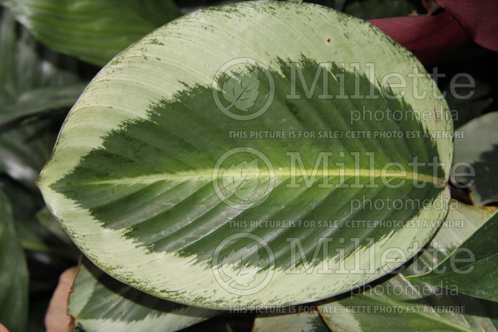 Calathea Mia (Rose Painted Calathea) 1 