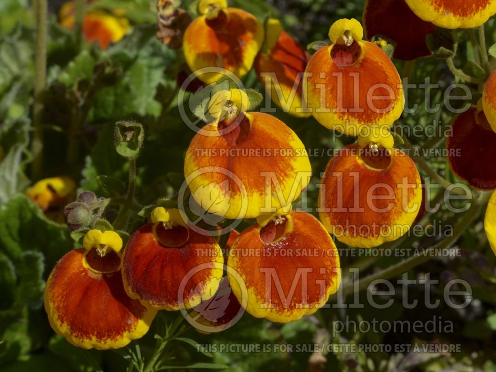 Calceolaria Calynopsis Yellow With Red (Pocketbook Plant) 3