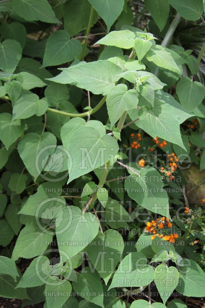 Calceolaria Kentish Hero (Pocketbook Plant) 1 