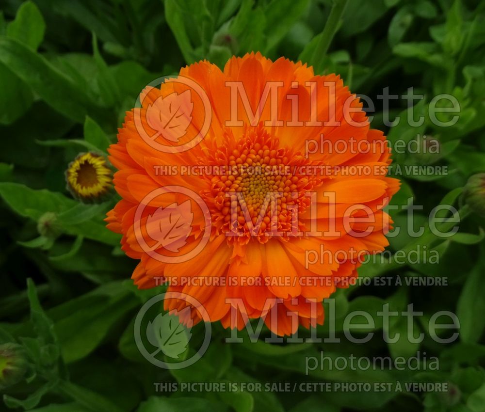 Calendula Summer Sunset (Marigold) 1 