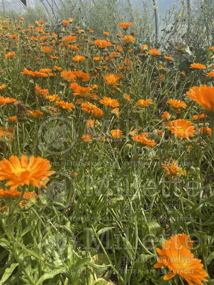 Calendula officinalis (Pot Marigold) 2