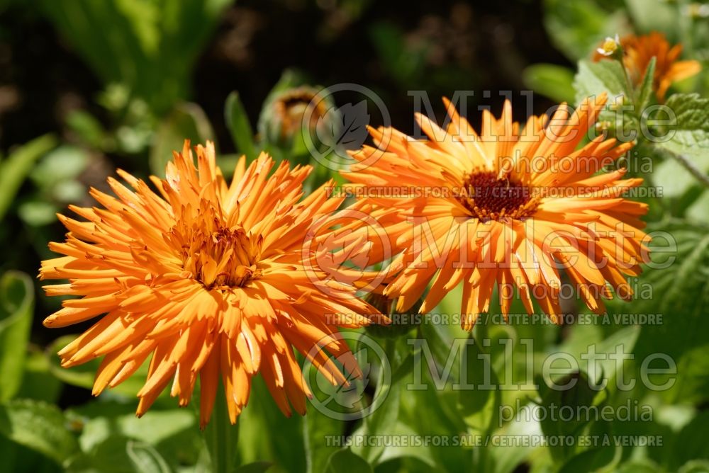 Calendula Calexis Orange (Marigold) 2 