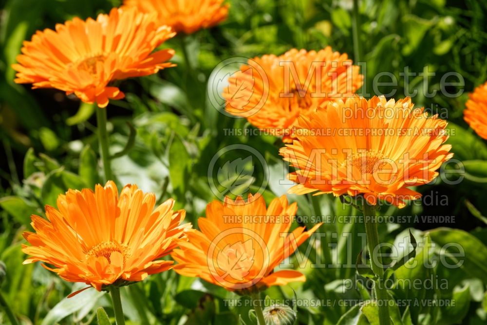 Calendula Candyman Orange (Marigold) 2 