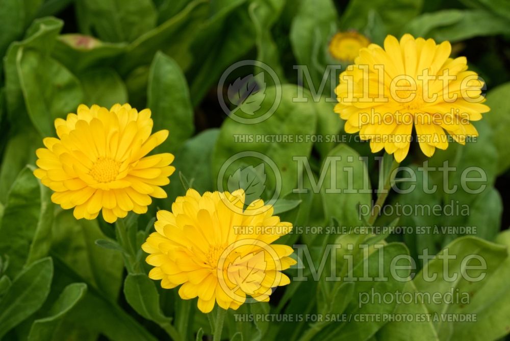 Calendula Candyman Yellow (Marigold) 3 