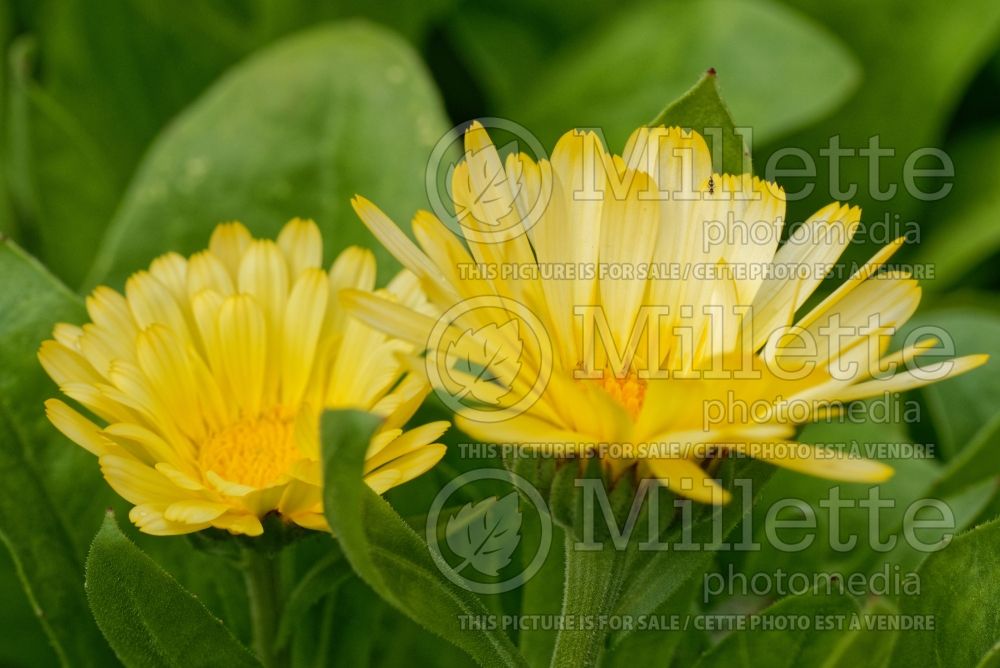 Calendula Lemon Daisy (Marigold) 1 