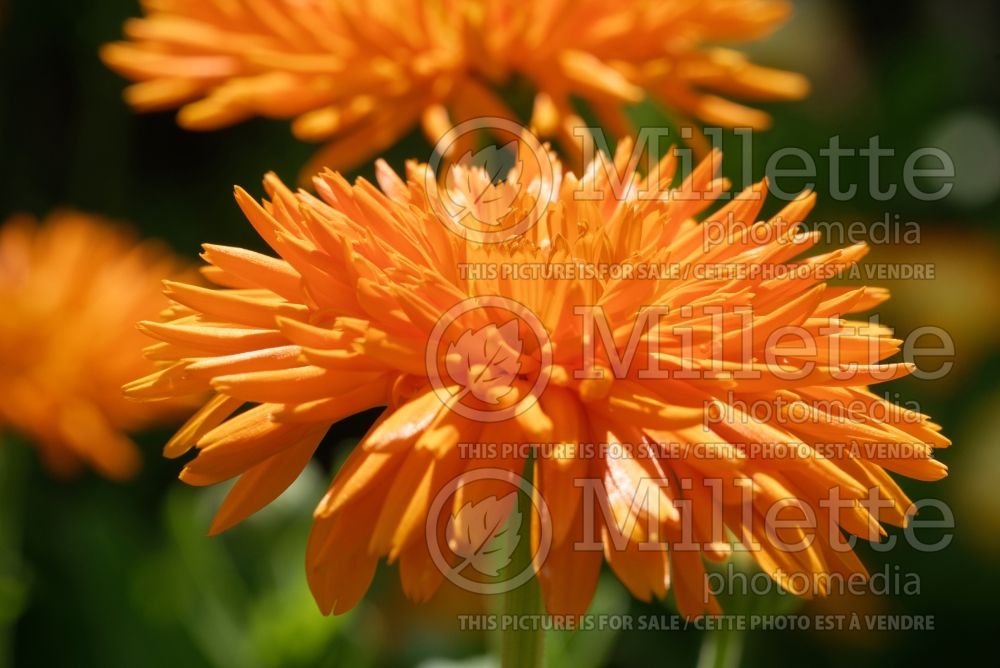 Calendula Orange Porcupine (Marigold) 1 