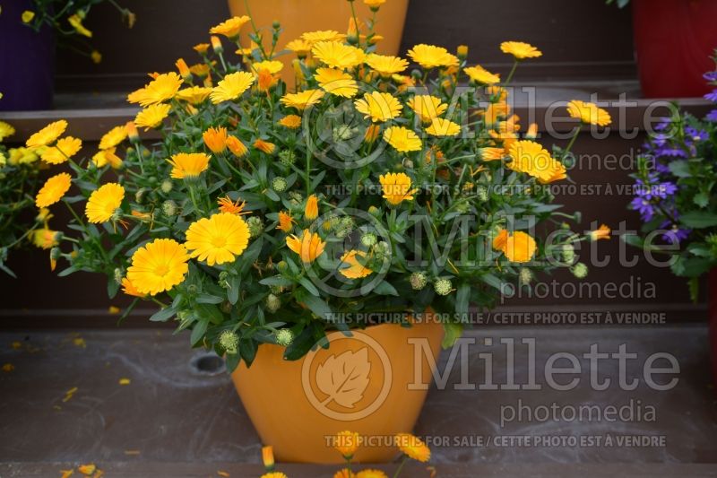 Calendula Cheers Orange (Marigold) 2 