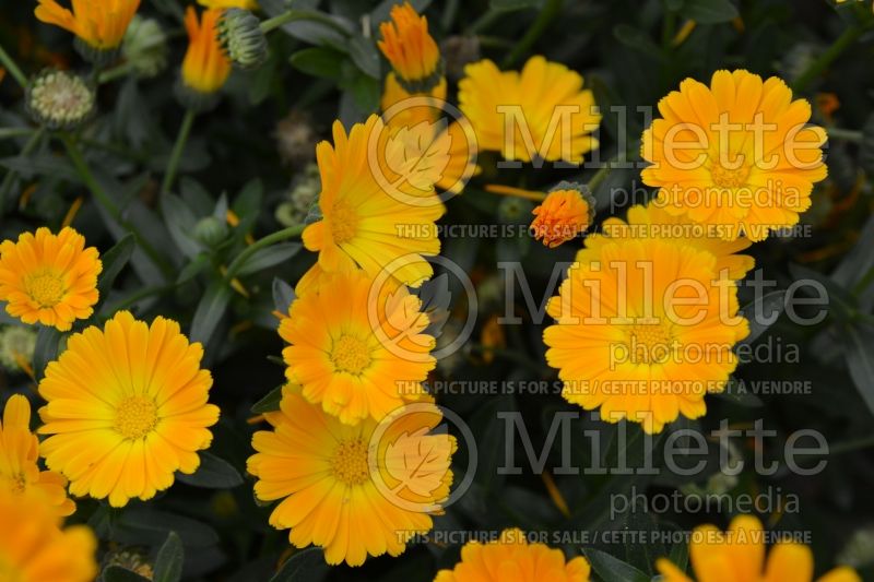 Calendula Cheers Orange (Marigold) 1 