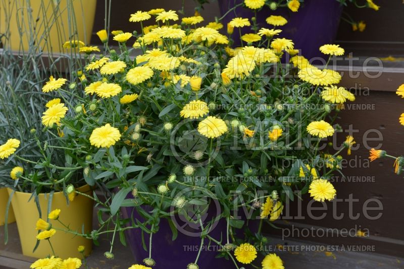 Calendula Cheers Yellow (Marigold) 2 