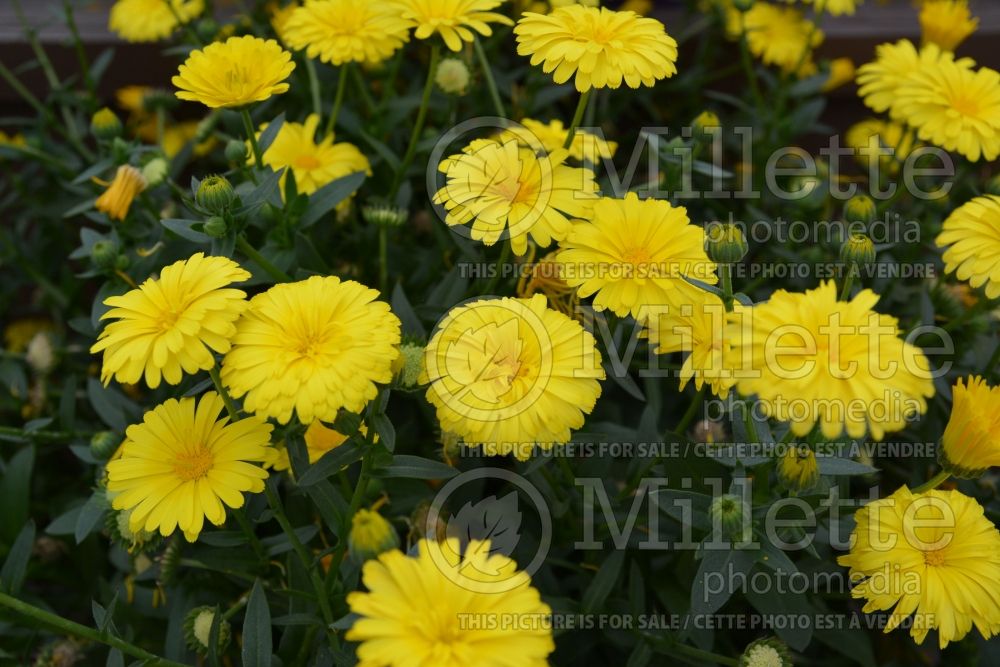 Calendula Cheers Yellow (Marigold) 1 