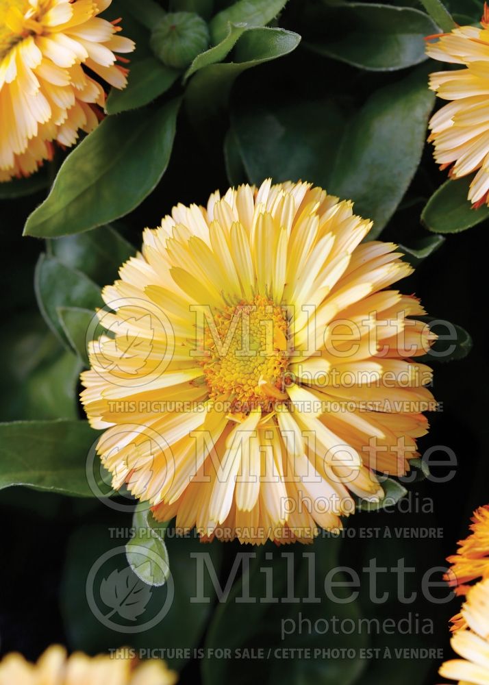 Calendula Apricot Twist (Marigold) 1 