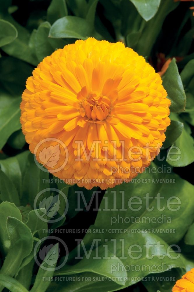 Calendula Bon Bon Orange (Marigold) 1 