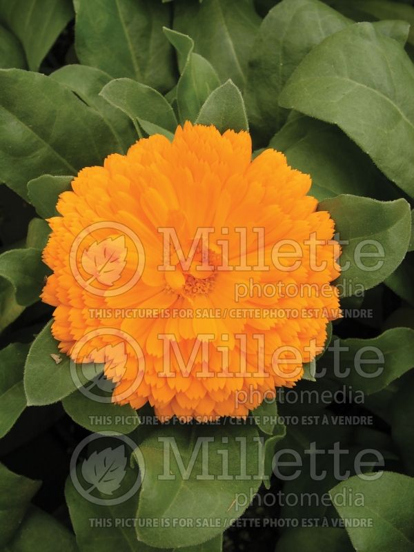 Calendula Bon Bon Orange (Marigold) 2 