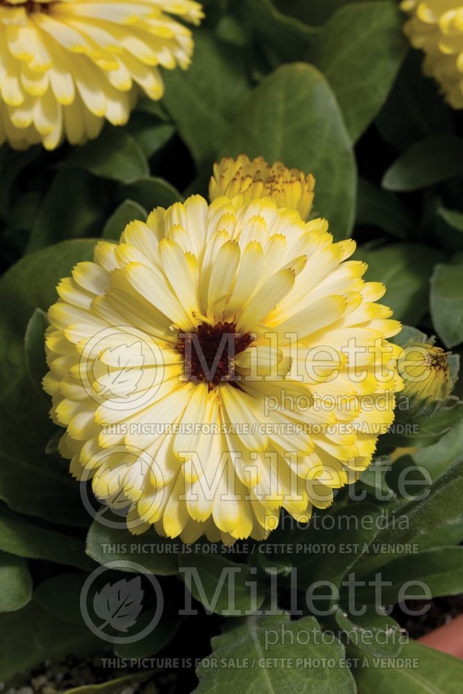 Calendula Bon Bon Yellow (Marigold) 1 