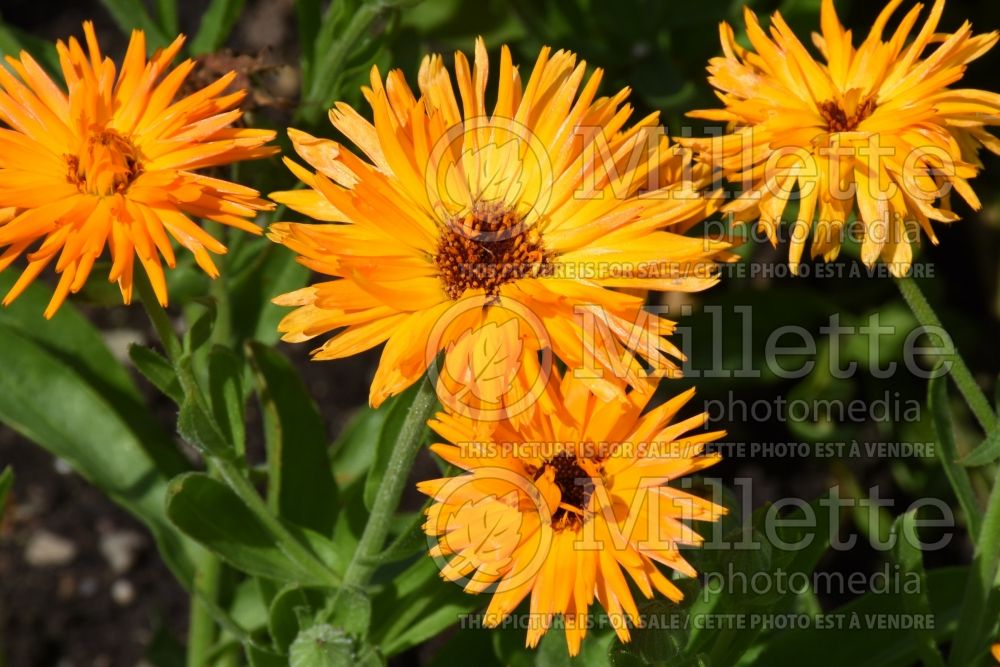 Calendula Calexis Orange (Marigold) 1 