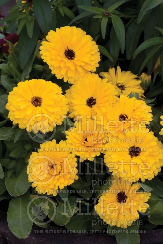 Calendula Calypso Yellow (Marigold) 1 