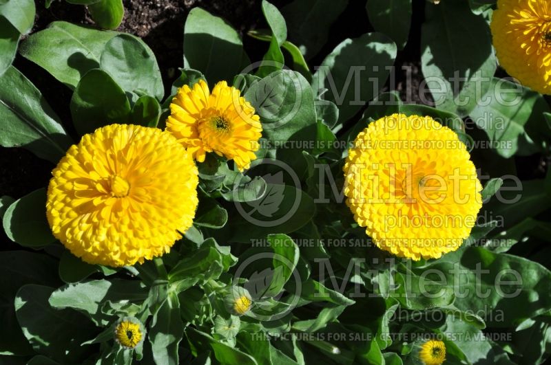 Calendula Candyman Yellow (Marigold) 2 