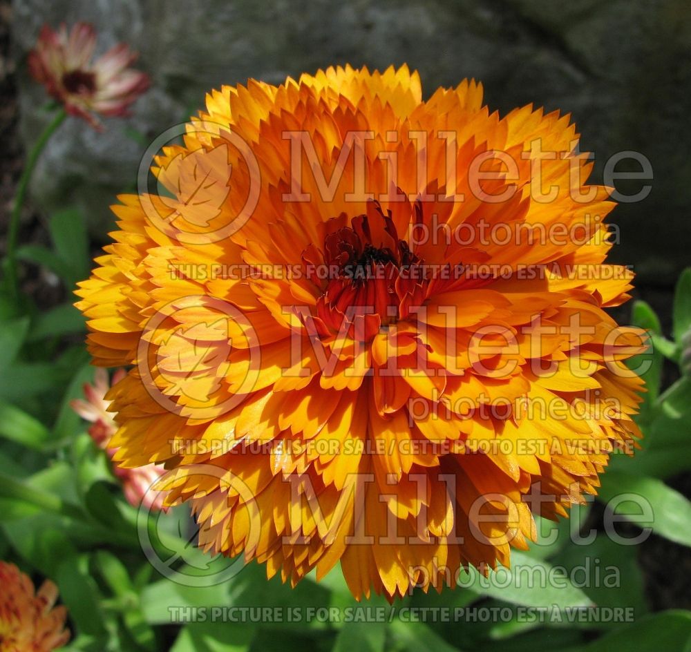 Calendula Fiesta Gitana (Pot Marigold) 1  