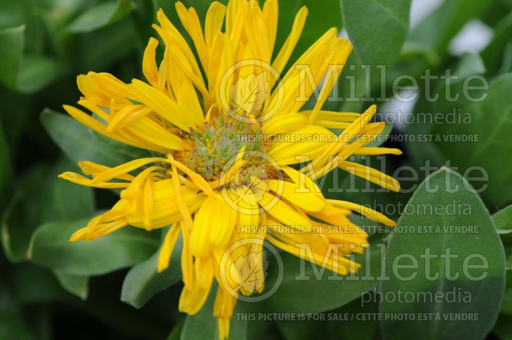 Calendula Lemon Twist  (Marigold) 1 