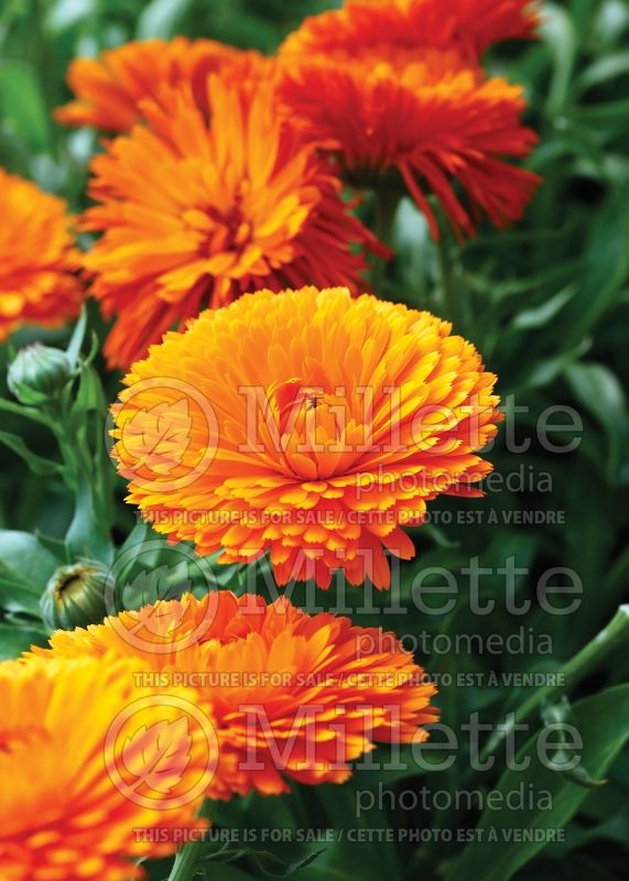 Calendula Mandarin Twist (Marigold) 1 