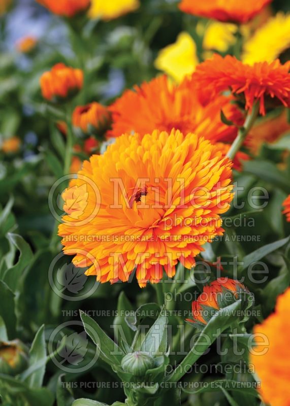 Calendula Mandarin Twist (Marigold) 2 