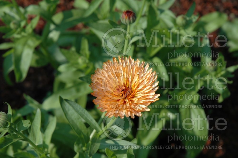 Calendula Triangle Flashback (Marigold) 1 