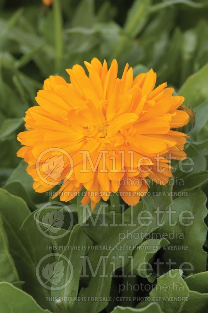 Calendula Zen Orange (Marigold) 1 