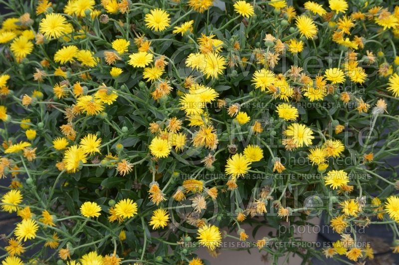 Calendula Power Daisy (Marigold) 1 