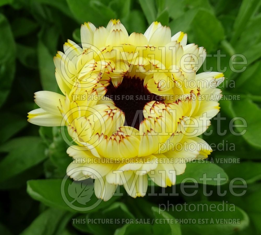 Calendula Snow Princess (Marigold) 1 