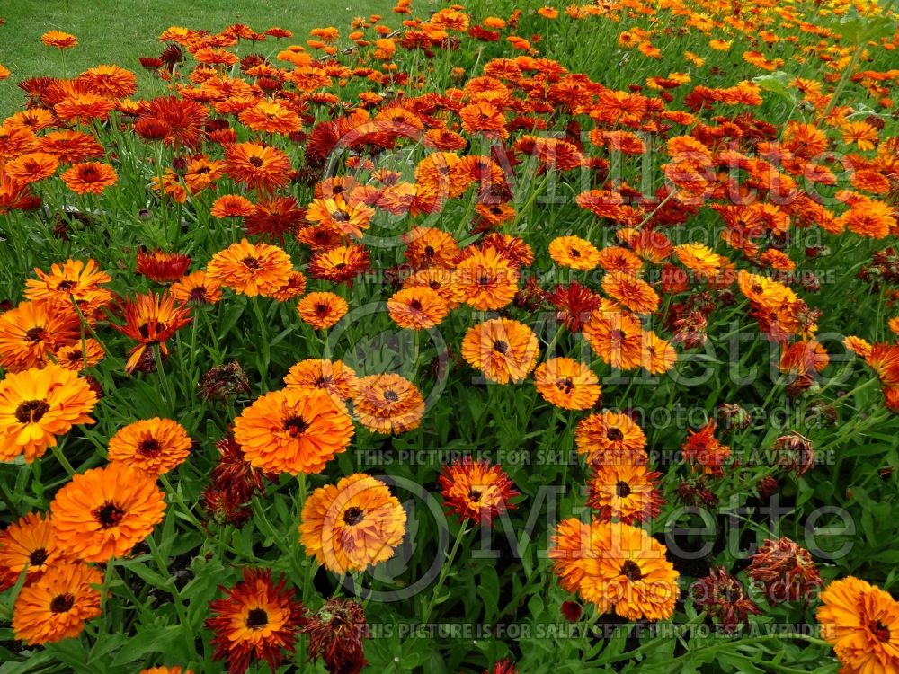 Calendula Touch of Red (Marigold) 1 