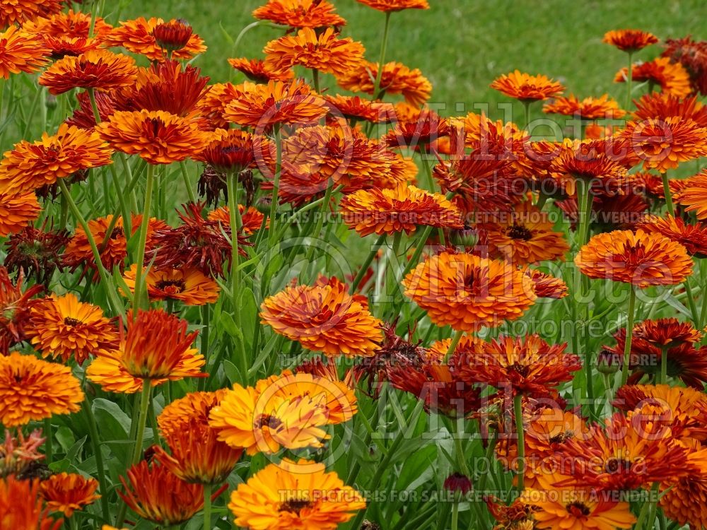 Calendula Touch of Red (Marigold) 2 